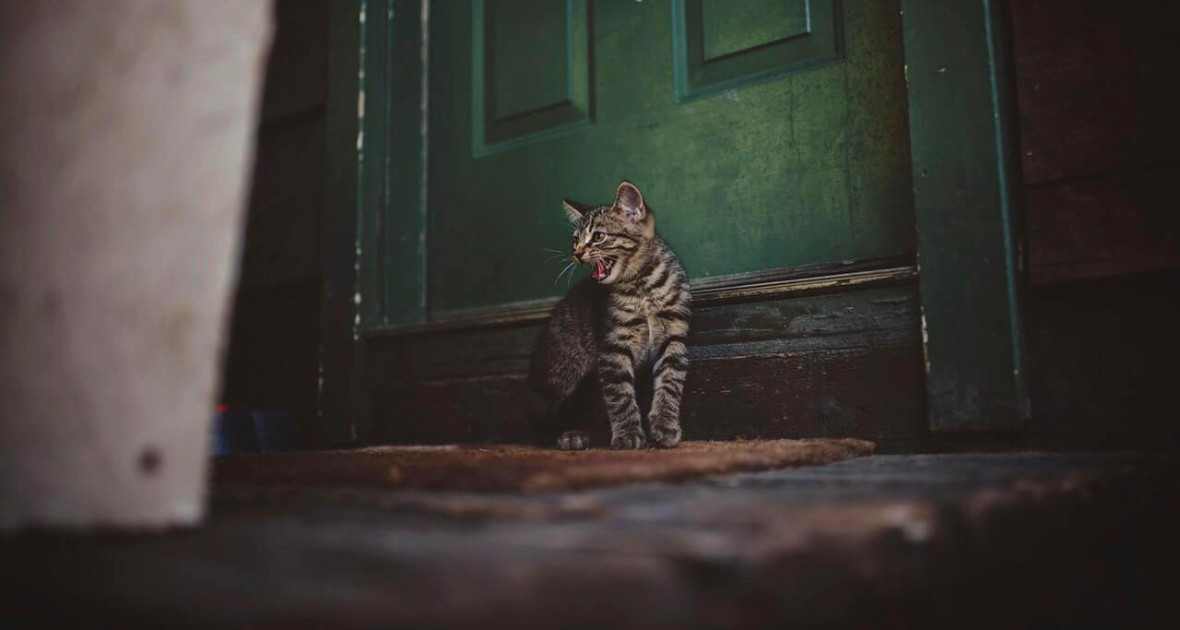 Mačka pred prahom dverí